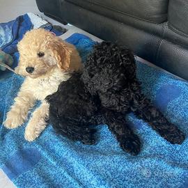 Cuccioli di barboncino
