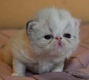 Gatto persiano