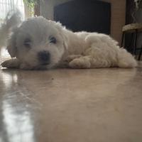 Cucciolo maltese