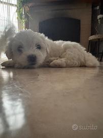 Cucciolo maltese