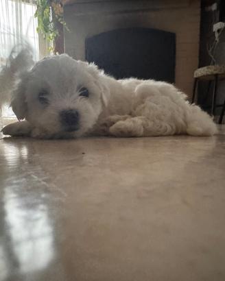 Cucciolo maltese