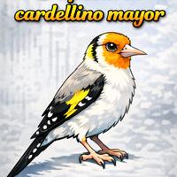 Cardellino mayor testa bianca