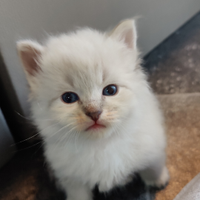 Cucciolo Siberiano Ipoallergenico