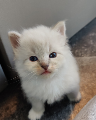 Cucciolo Siberiano Ipoallergenico
