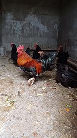 Galline ornamentali amrock marans phoenix