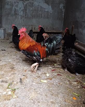 Galline ornamentali amrock marans phoenix