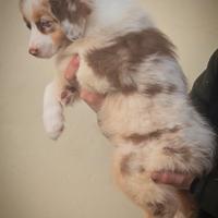 Cucciolo maschio pastore australiano pedigree