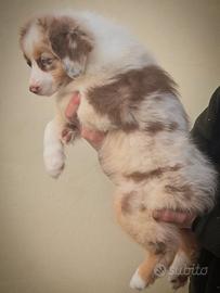 Cucciolo maschio pastore australiano pedigree