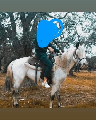 Cavallo appaloosa