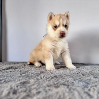 Siberiana Husky con Pedigree Enci