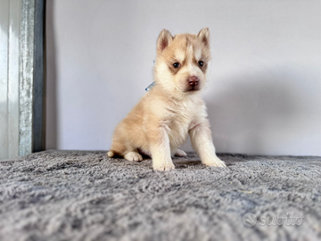 Siberiana Husky con Pedigree Enci