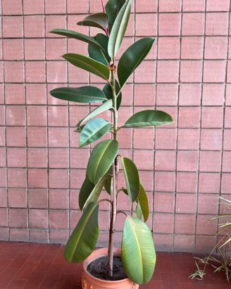 Ficus Elsatica Pianta della Gomma da appartamento