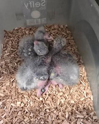 Pulli pappagalli kakariki