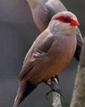 Astrilde di Sant'Elena