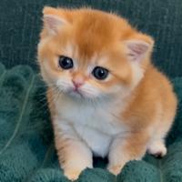 British shorthair golden