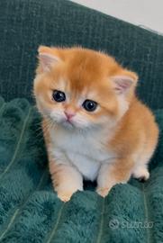 British shorthair golden