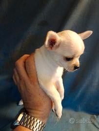 Cucciola chihuahua pelo corto