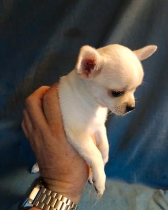 Cucciola chihuahua pelo corto