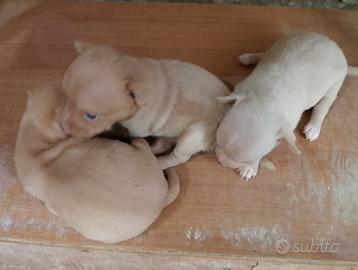 Cuccioli di chihuahua