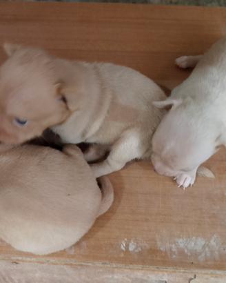 Cuccioli di chihuahua