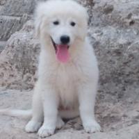 Cuccioli pastore maremmano abruzzese