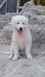 Cuccioli pastore maremmano abruzzese