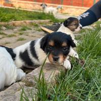 Jack Russel a pelo lungo