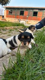 Jack Russel a pelo lungo