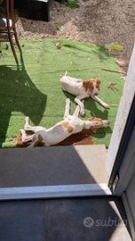 Cuccioli pointer inglese