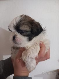 Cuccioli di shitzu