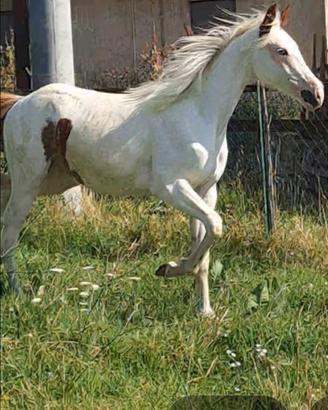 Cavalla/ puledra paint horse