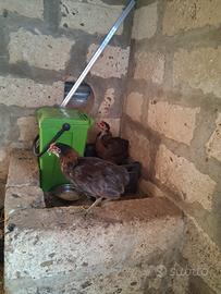 coppia araucana 