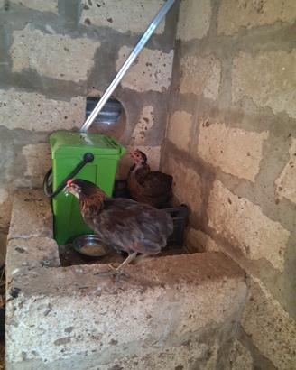 coppia araucana 