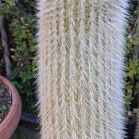 piante cactus Cleistocactus  radicate