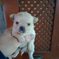 Chihuhua