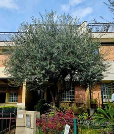 Albero ulivo