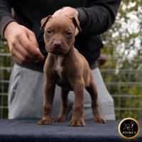 Cuccioli di American Pit Bull Terrier