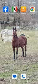 Cavallo arabo