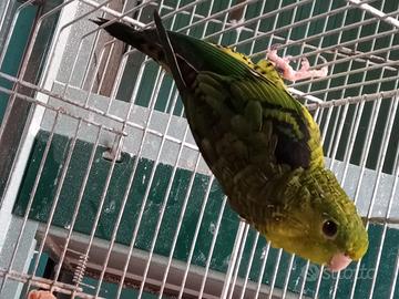 Parrocchetto barrato