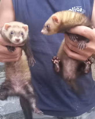 Furetti da 4/6 mesi