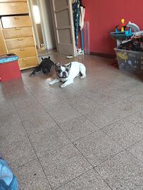 bulldog francese 