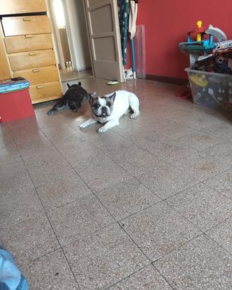 bulldog francese 