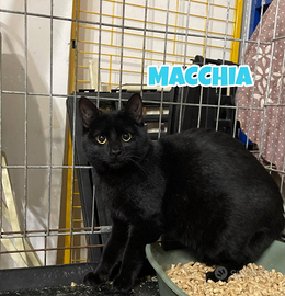 Macchia gatto nero di 4 mesi