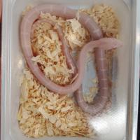 Serpente del grano scaleless