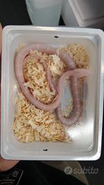 Serpente del grano scaleless