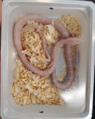Serpente del grano scaleless