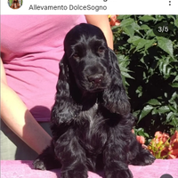 Cocker cucciola PEDIGREE ENCI