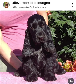 Cocker cucciola PEDIGREE ENCI