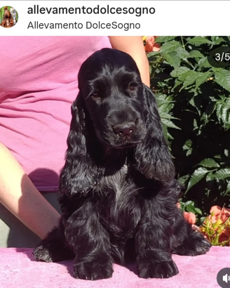 Cocker cucciola PEDIGREE ENCI