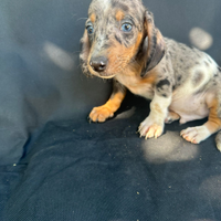 Cuccioli di bassotto arlecchino silver ochi blu